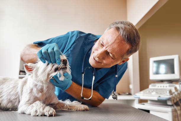 Best Emergency Root Canal Therapy in Erie, CO